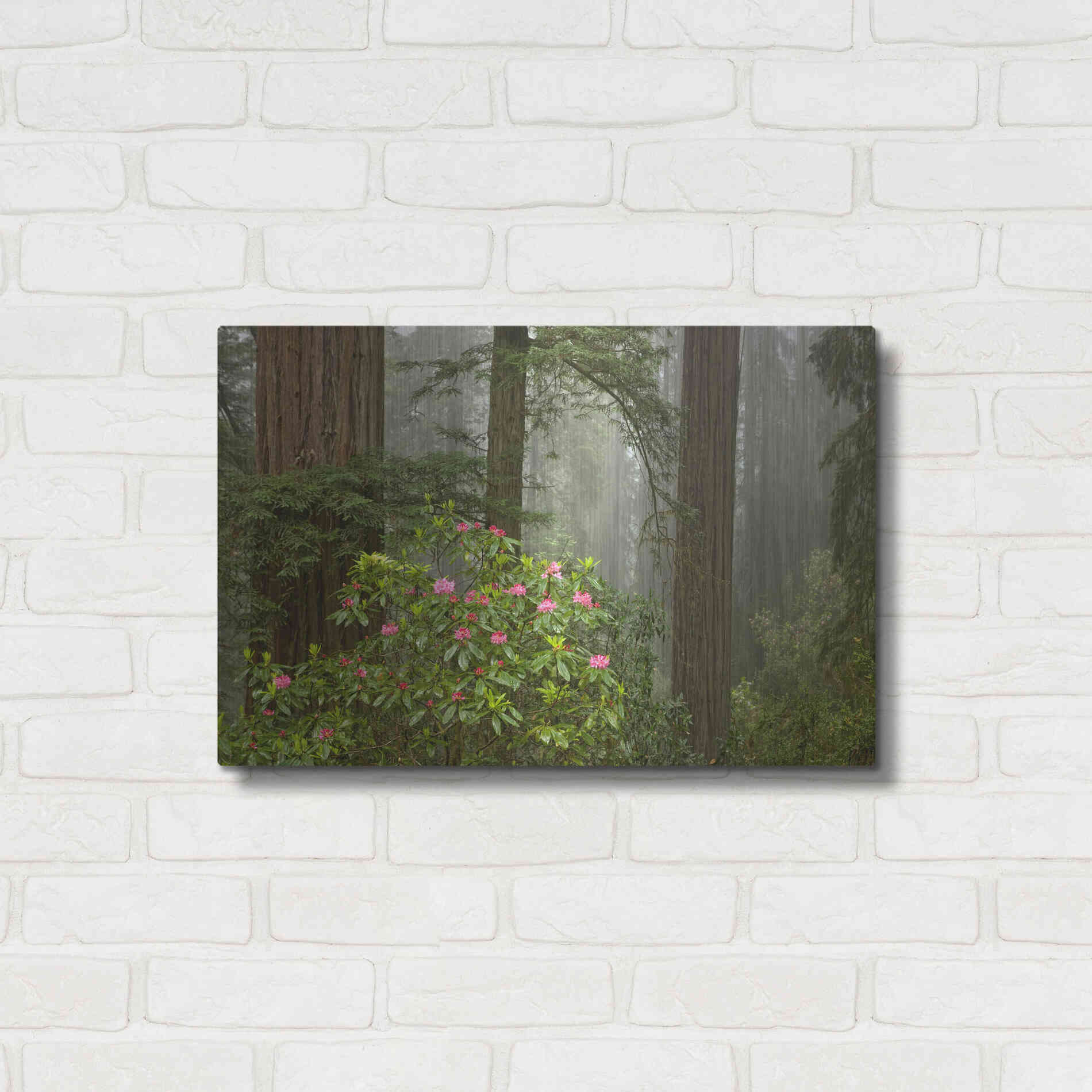 Luxe Metal Art 'Redwood Fog Rhododendrons' by Mike Jones, Metal Wall Art,24x16