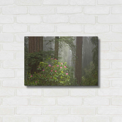 Luxe Metal Art 'Redwood Fog Rhododendrons' by Mike Jones, Metal Wall Art,24x16