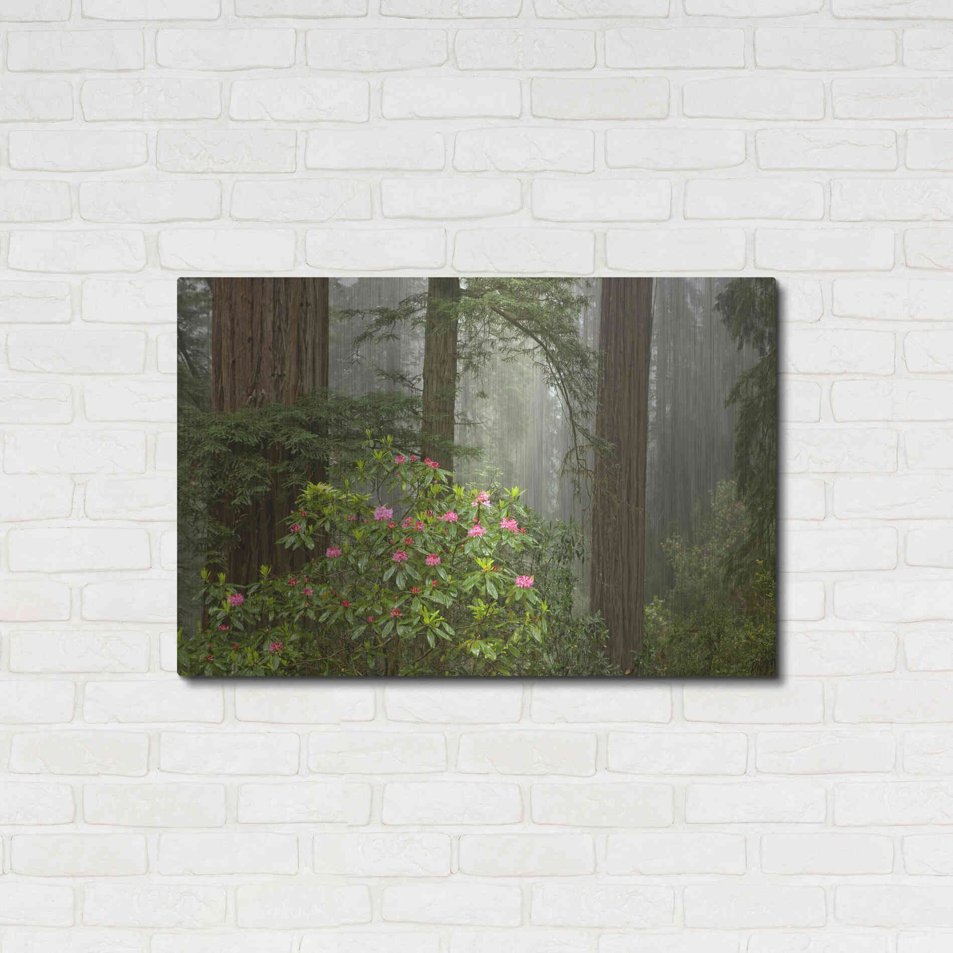 Luxe Metal Art 'Redwood Fog Rhododendrons' by Mike Jones, Metal Wall Art,36x24