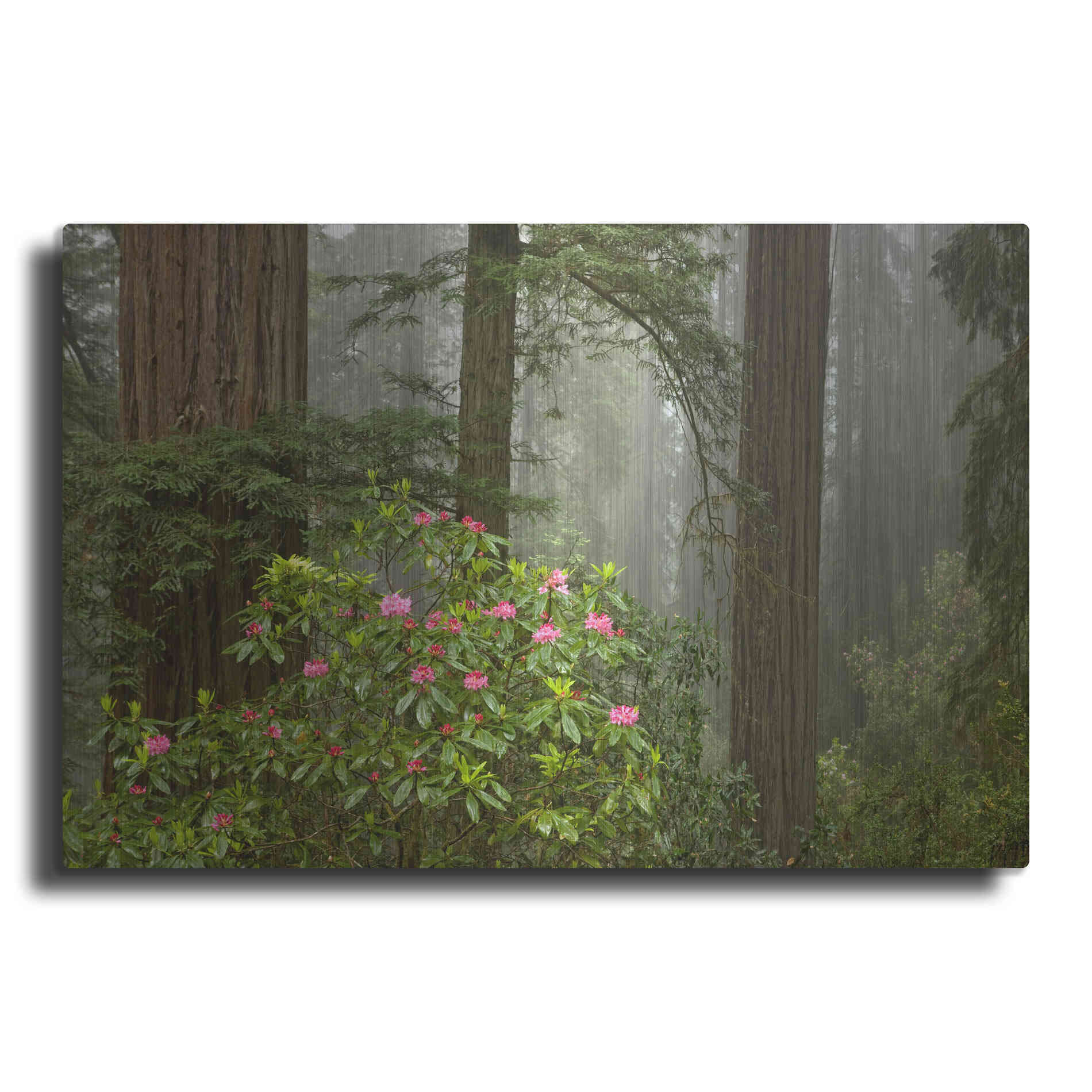 Luxe Metal Art 'Redwood Fog Rhododendrons' by Mike Jones, Metal Wall Art