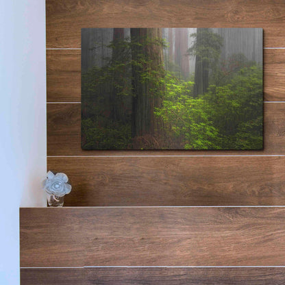 Luxe Metal Art 'Redwoods Fog' by Mike Jones, Metal Wall Art,16x12