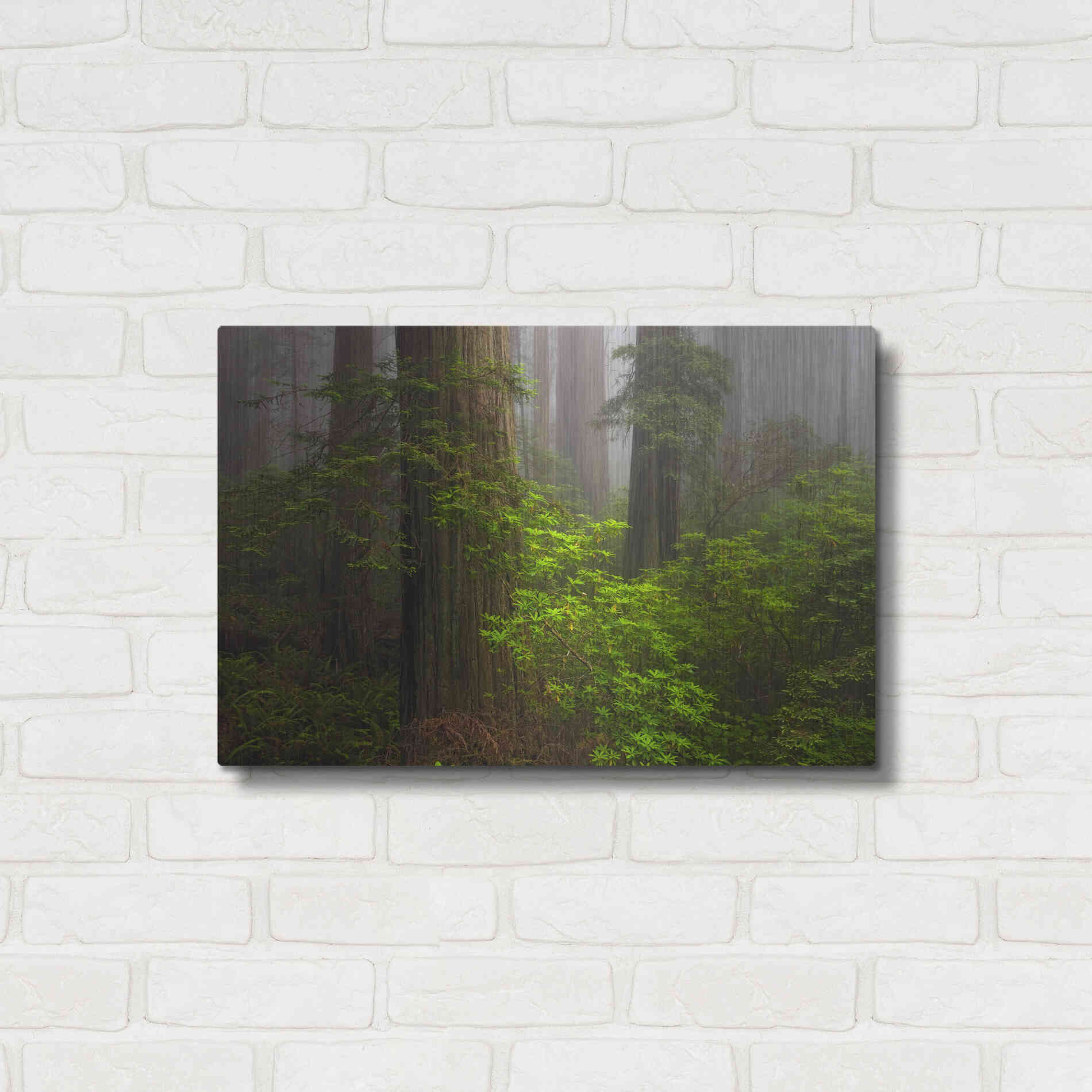 Luxe Metal Art 'Redwoods Fog' by Mike Jones, Metal Wall Art,24x16