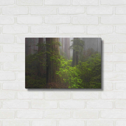 Luxe Metal Art 'Redwoods Fog' by Mike Jones, Metal Wall Art,24x16