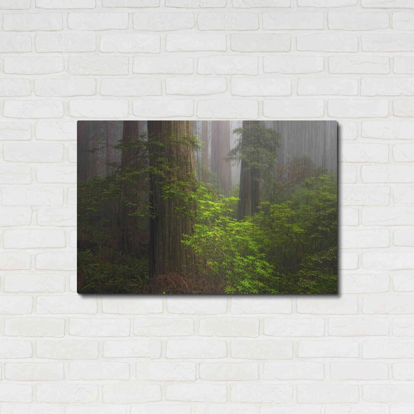 Luxe Metal Art 'Redwoods Fog' by Mike Jones, Metal Wall Art,36x24
