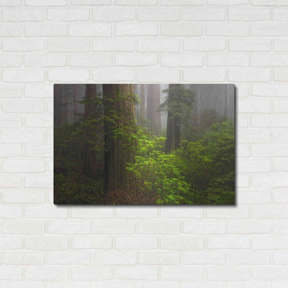 Luxe Metal Art 'Redwoods Fog' by Mike Jones, Metal Wall Art,36x24