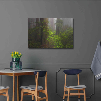 Luxe Metal Art 'Redwoods Fog' by Mike Jones, Metal Wall Art,36x24