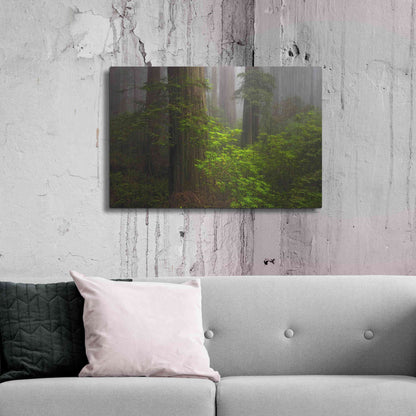 Luxe Metal Art 'Redwoods Fog' by Mike Jones, Metal Wall Art,36x24