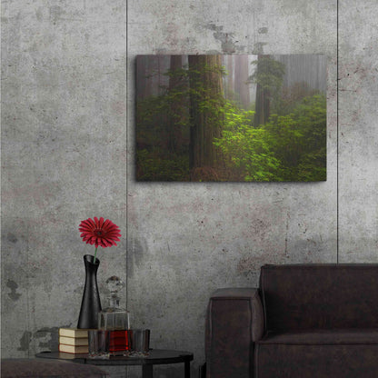 Luxe Metal Art 'Redwoods Fog' by Mike Jones, Metal Wall Art,36x24