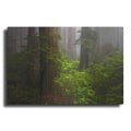 Luxe Metal Art 'Redwoods Fog' by Mike Jones, Metal Wall Art