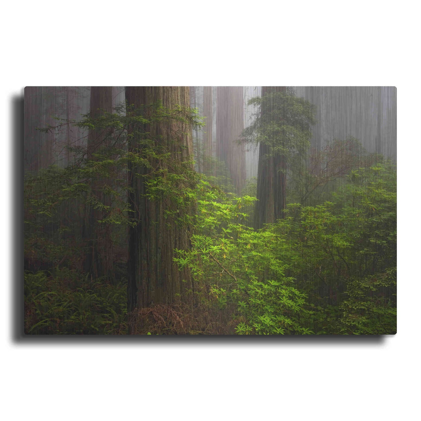 Luxe Metal Art 'Redwoods Fog' by Mike Jones, Metal Wall Art