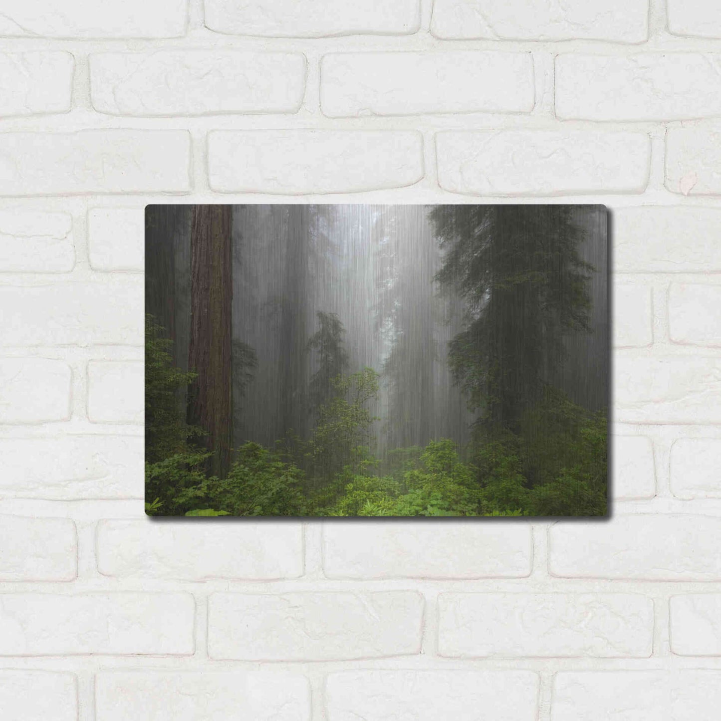 Luxe Metal Art 'Redwoods NP Fog' by Mike Jones, Metal Wall Art,16x12