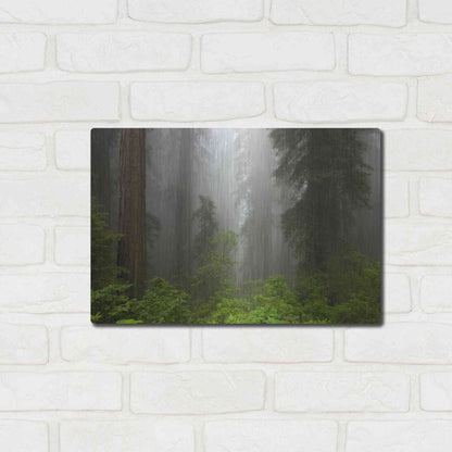 Luxe Metal Art 'Redwoods NP Fog' by Mike Jones, Metal Wall Art,16x12