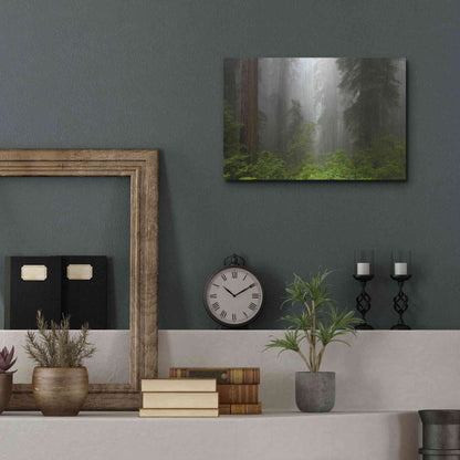Luxe Metal Art 'Redwoods NP Fog' by Mike Jones, Metal Wall Art,16x12