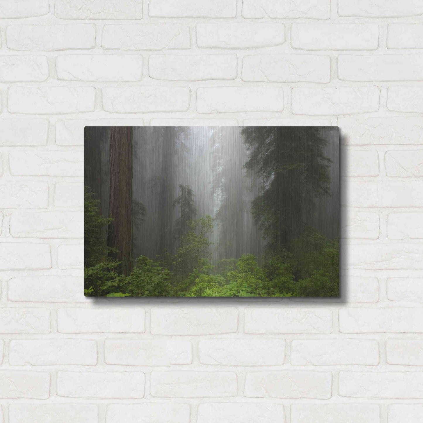 Luxe Metal Art 'Redwoods NP Fog' by Mike Jones, Metal Wall Art,24x16