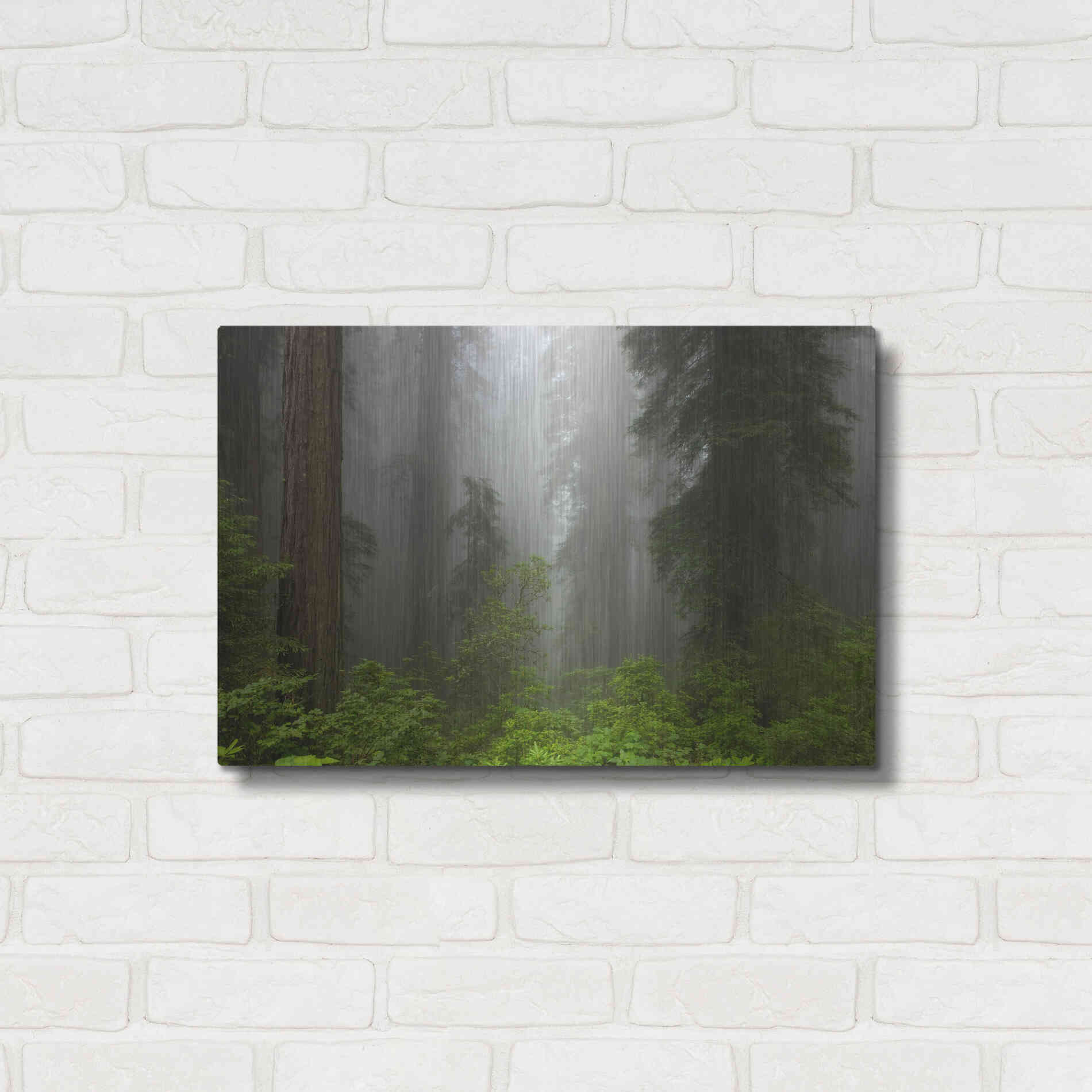 Luxe Metal Art 'Redwoods NP Fog' by Mike Jones, Metal Wall Art,24x16