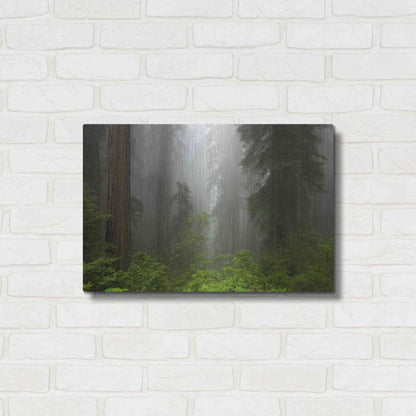 Luxe Metal Art 'Redwoods NP Fog' by Mike Jones, Metal Wall Art,24x16