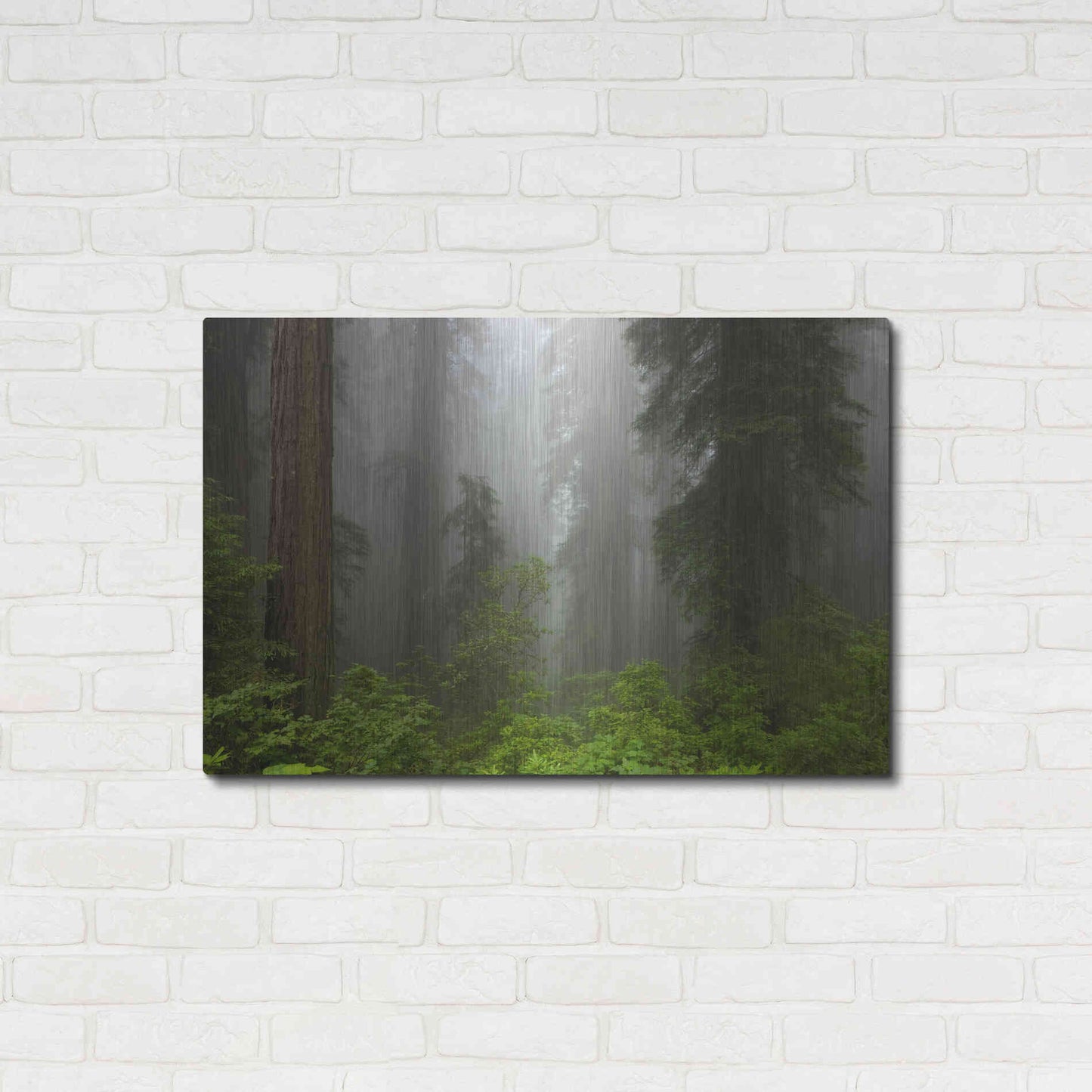 Luxe Metal Art 'Redwoods NP Fog' by Mike Jones, Metal Wall Art,36x24