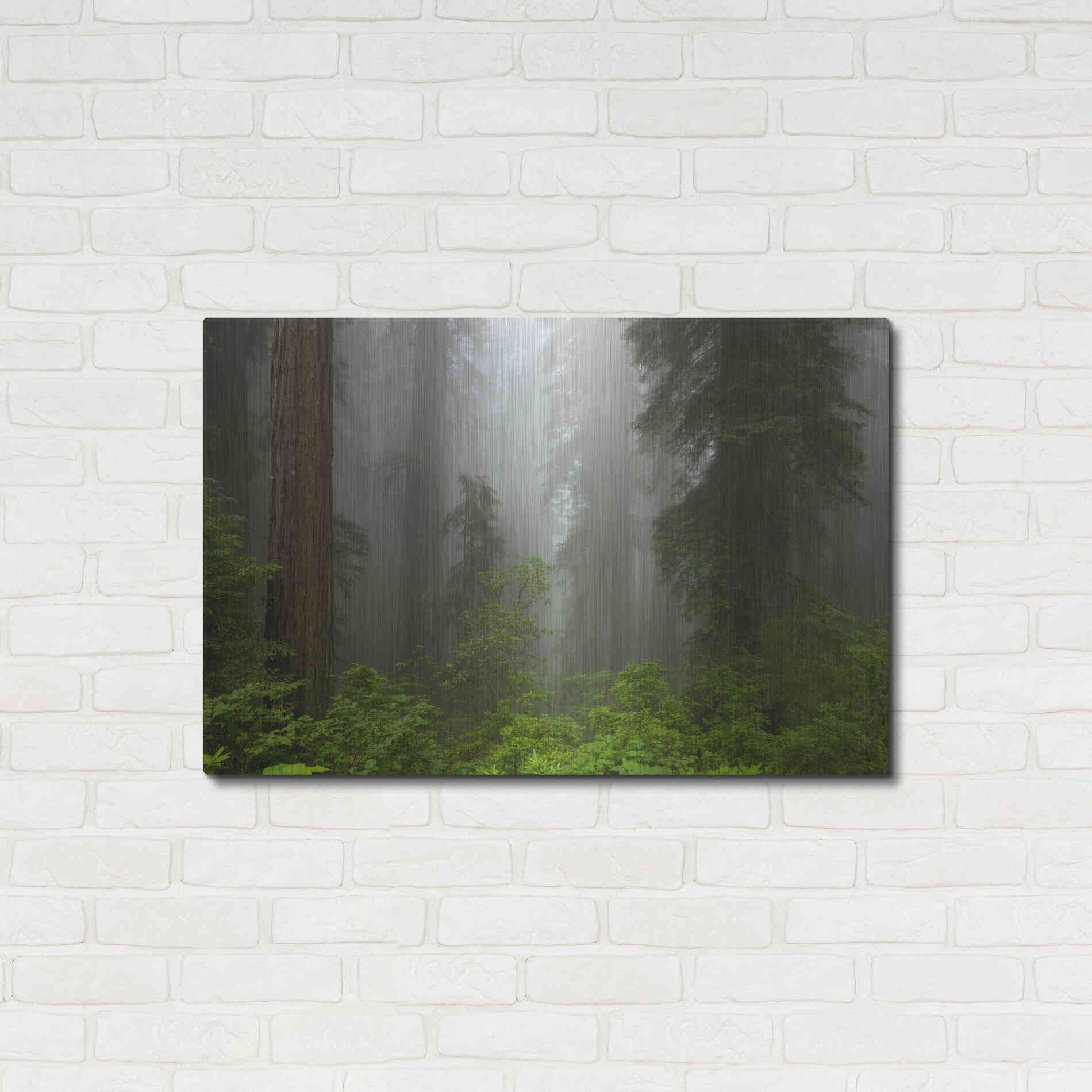 Luxe Metal Art 'Redwoods NP Fog' by Mike Jones, Metal Wall Art,36x24
