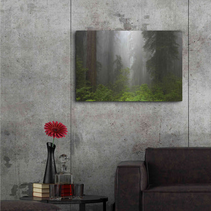 Luxe Metal Art 'Redwoods NP Fog' by Mike Jones, Metal Wall Art,36x24