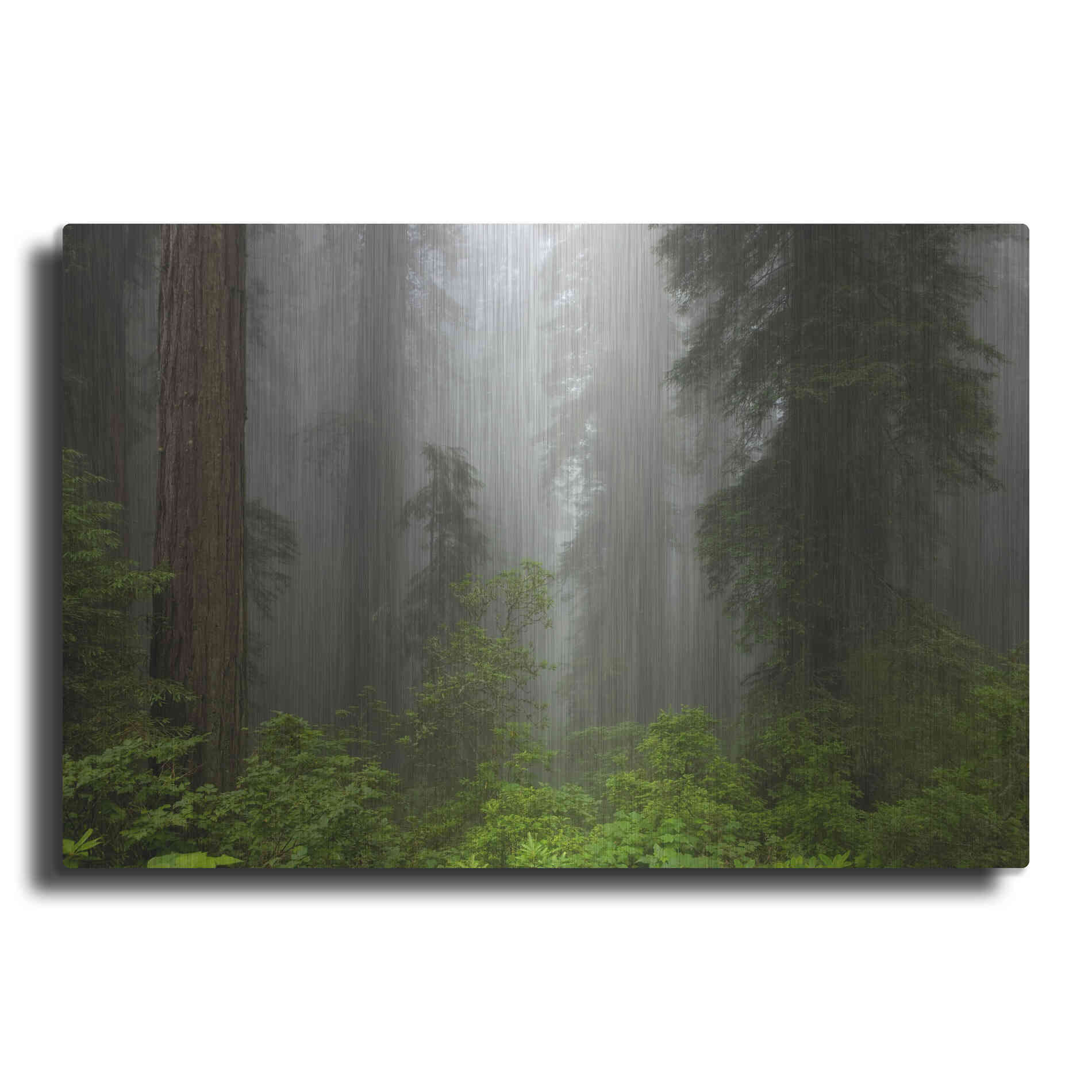 Luxe Metal Art 'Redwoods NP Fog' by Mike Jones, Metal Wall Art