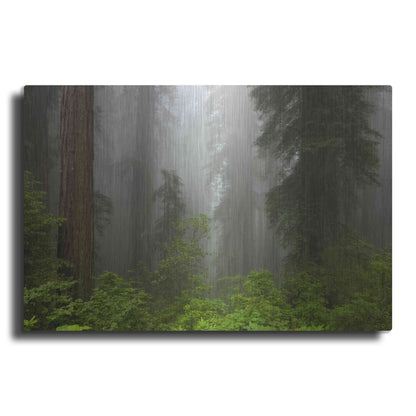 Luxe Metal Art 'Redwoods NP Fog' by Mike Jones, Metal Wall Art