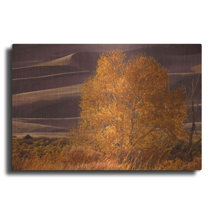 Luxe Metal Art 'Sand Dunes NP' by Mike Jones, Metal Wall Art