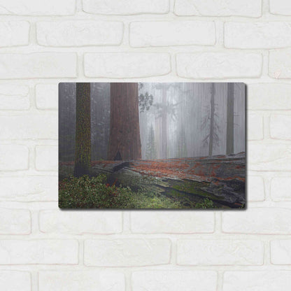 Luxe Metal Art 'Sequoia Fallen Giant' by Mike Jones, Metal Wall Art,16x12