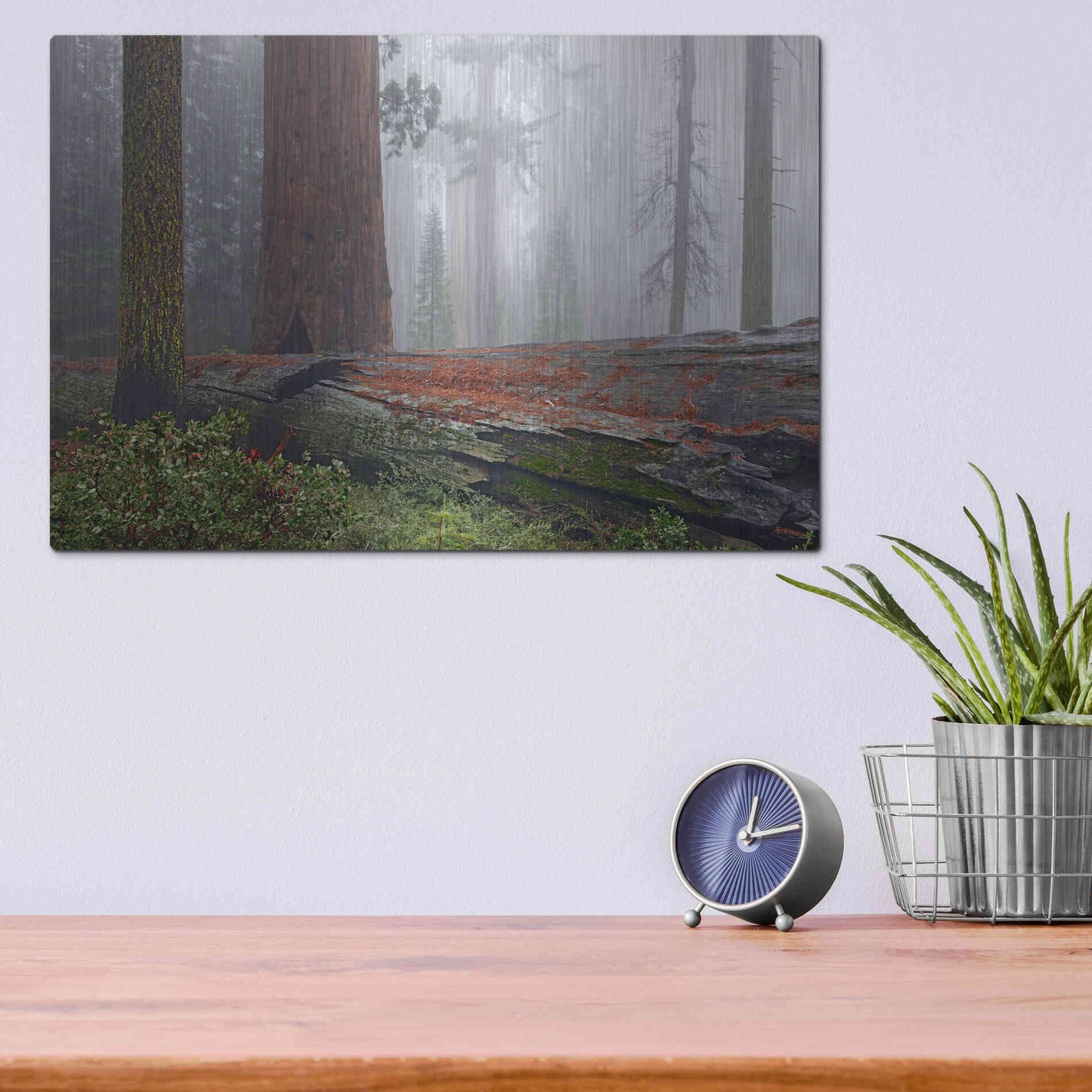 Luxe Metal Art 'Sequoia Fallen Giant' by Mike Jones, Metal Wall Art,16x12