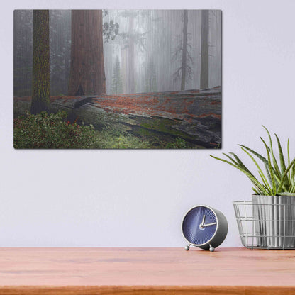 Luxe Metal Art 'Sequoia Fallen Giant' by Mike Jones, Metal Wall Art,16x12