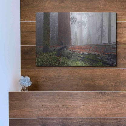 Luxe Metal Art 'Sequoia Fallen Giant' by Mike Jones, Metal Wall Art,16x12