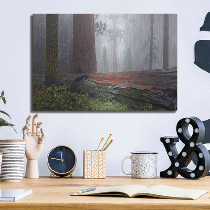 Luxe Metal Art 'Sequoia Fallen Giant' by Mike Jones, Metal Wall Art,16x12