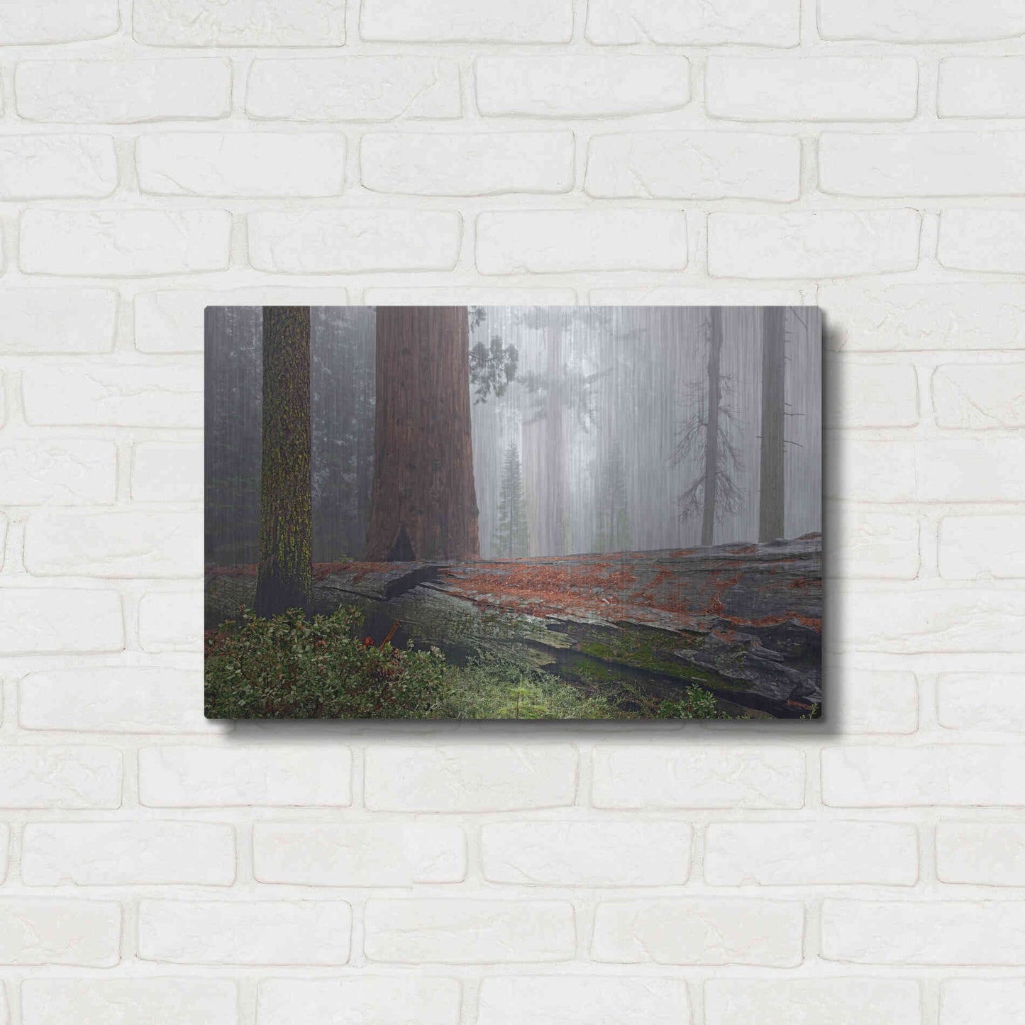 Luxe Metal Art 'Sequoia Fallen Giant' by Mike Jones, Metal Wall Art,24x16