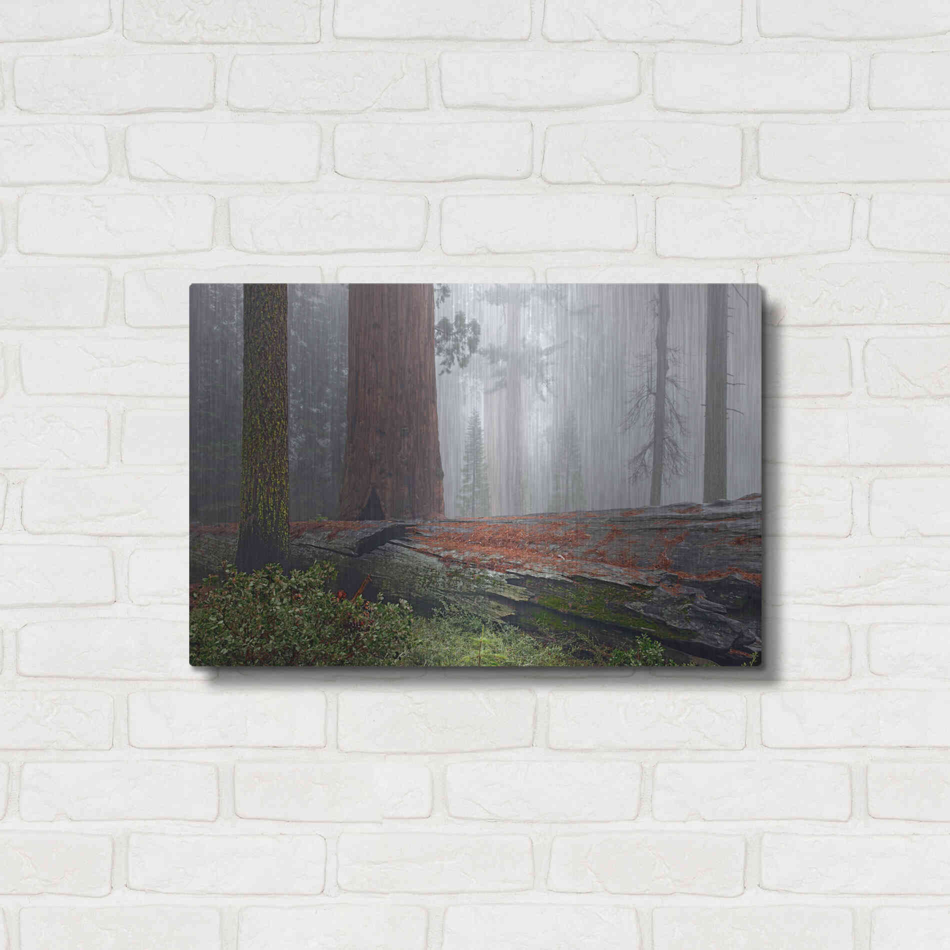 Luxe Metal Art 'Sequoia Fallen Giant' by Mike Jones, Metal Wall Art,24x16