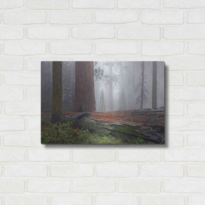 Luxe Metal Art 'Sequoia Fallen Giant' by Mike Jones, Metal Wall Art,24x16