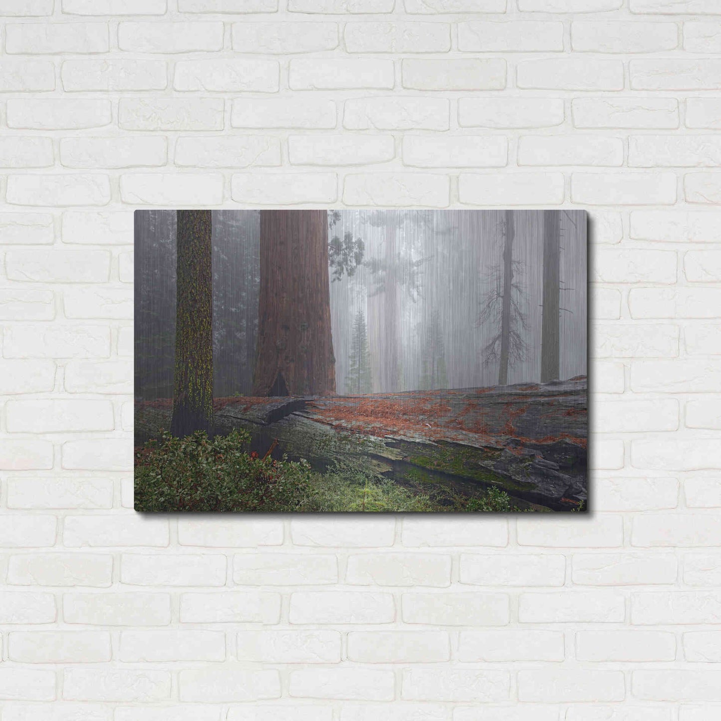 Luxe Metal Art 'Sequoia Fallen Giant' by Mike Jones, Metal Wall Art,36x24