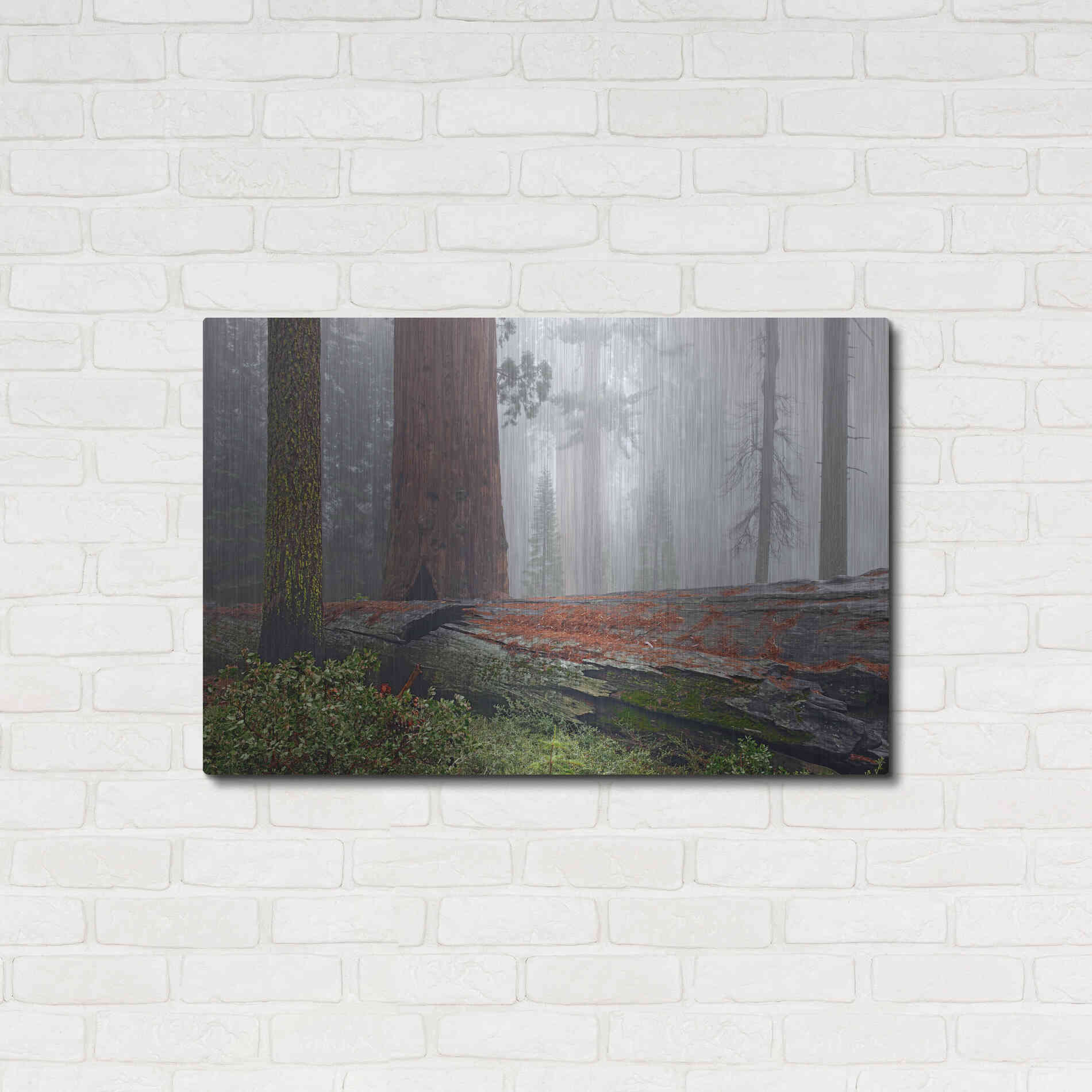 Luxe Metal Art 'Sequoia Fallen Giant' by Mike Jones, Metal Wall Art,36x24
