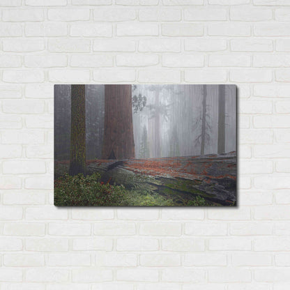 Luxe Metal Art 'Sequoia Fallen Giant' by Mike Jones, Metal Wall Art,36x24