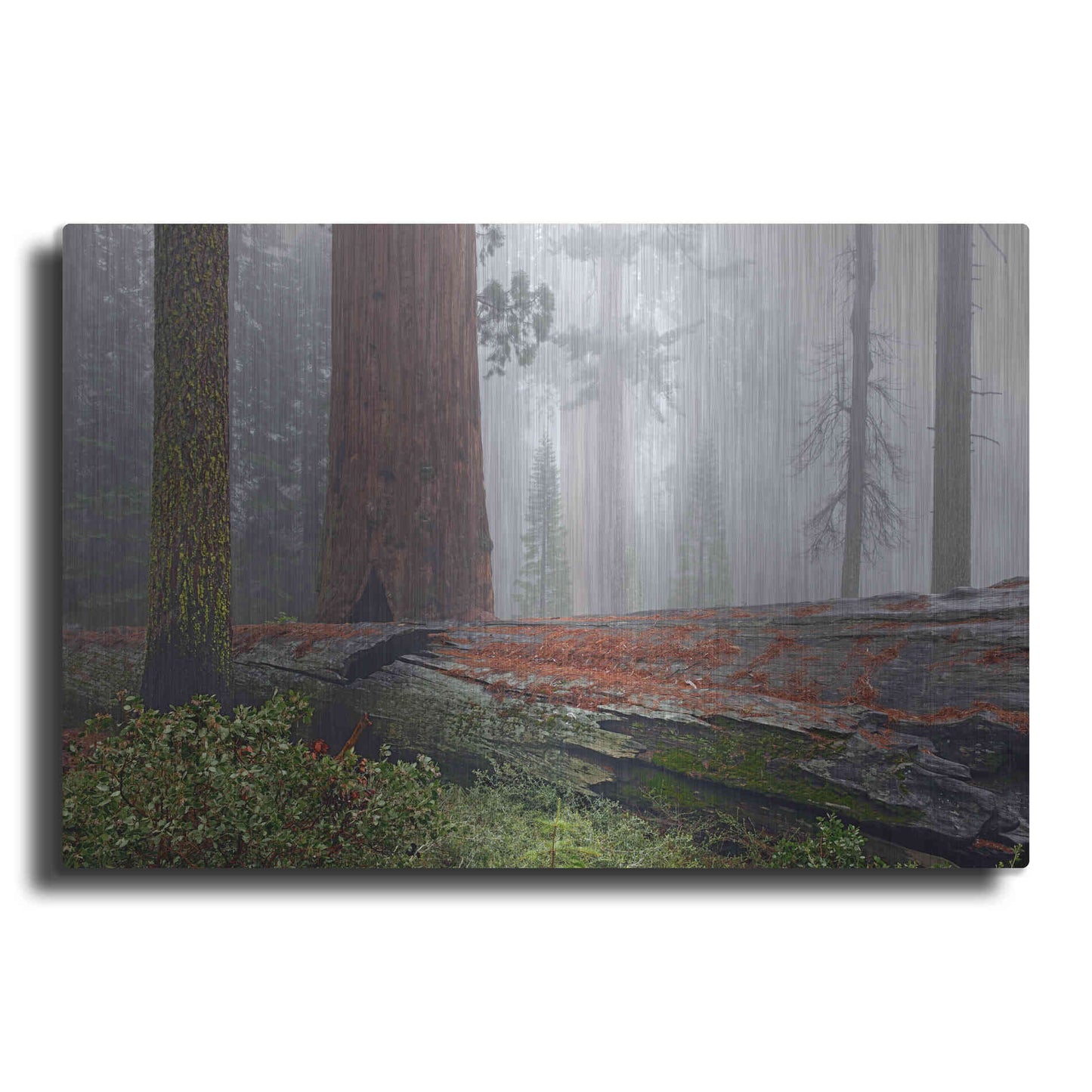 Luxe Metal Art 'Sequoia Fallen Giant' by Mike Jones, Metal Wall Art