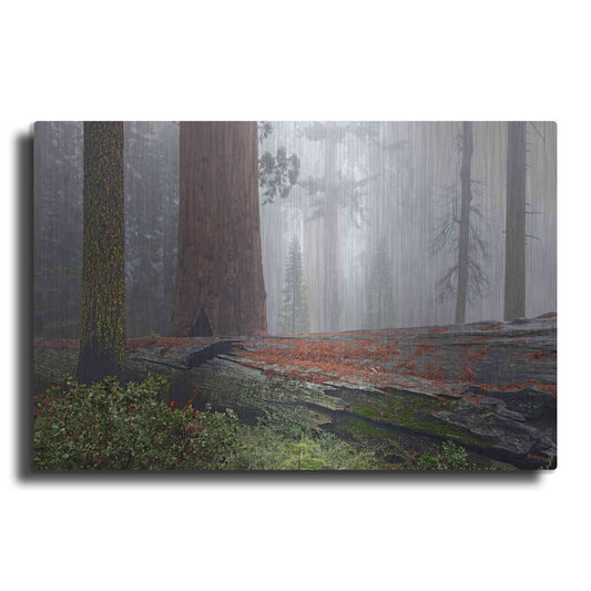 Luxe Metal Art 'Sequoia Fallen Giant' by Mike Jones, Metal Wall Art