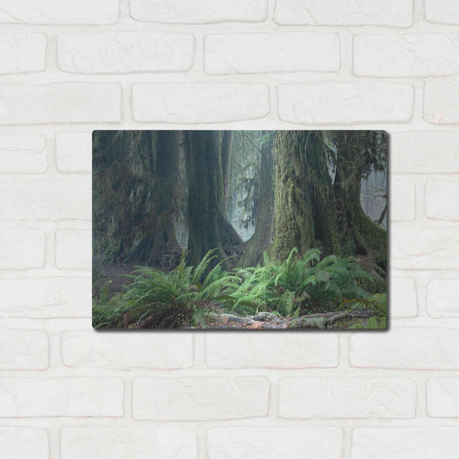 Luxe Metal Art 'Washington Olympic NP Foggy Ferns' by Mike Jones, Metal Wall Art,16x12