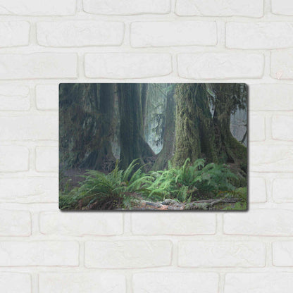 Luxe Metal Art 'Washington Olympic NP Foggy Ferns' by Mike Jones, Metal Wall Art,16x12