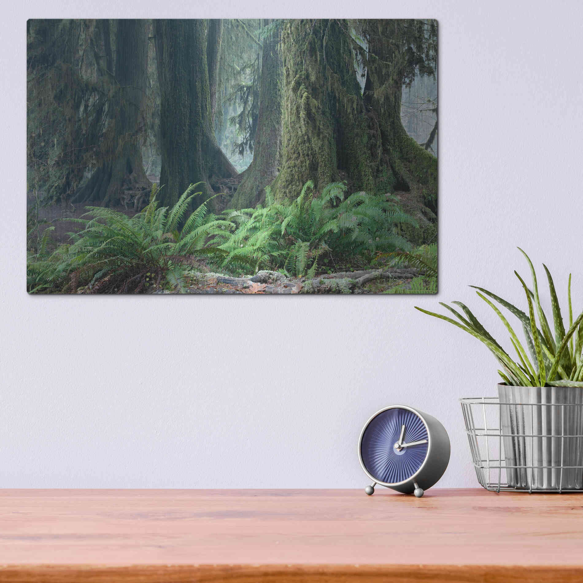Luxe Metal Art 'Washington Olympic NP Foggy Ferns' by Mike Jones, Metal Wall Art,16x12