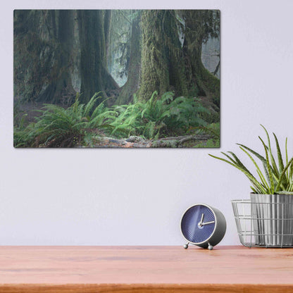 Luxe Metal Art 'Washington Olympic NP Foggy Ferns' by Mike Jones, Metal Wall Art,16x12