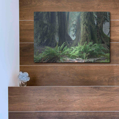 Luxe Metal Art 'Washington Olympic NP Foggy Ferns' by Mike Jones, Metal Wall Art,16x12