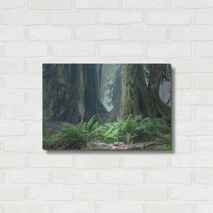 Luxe Metal Art 'Washington Olympic NP Foggy Ferns' by Mike Jones, Metal Wall Art,24x16