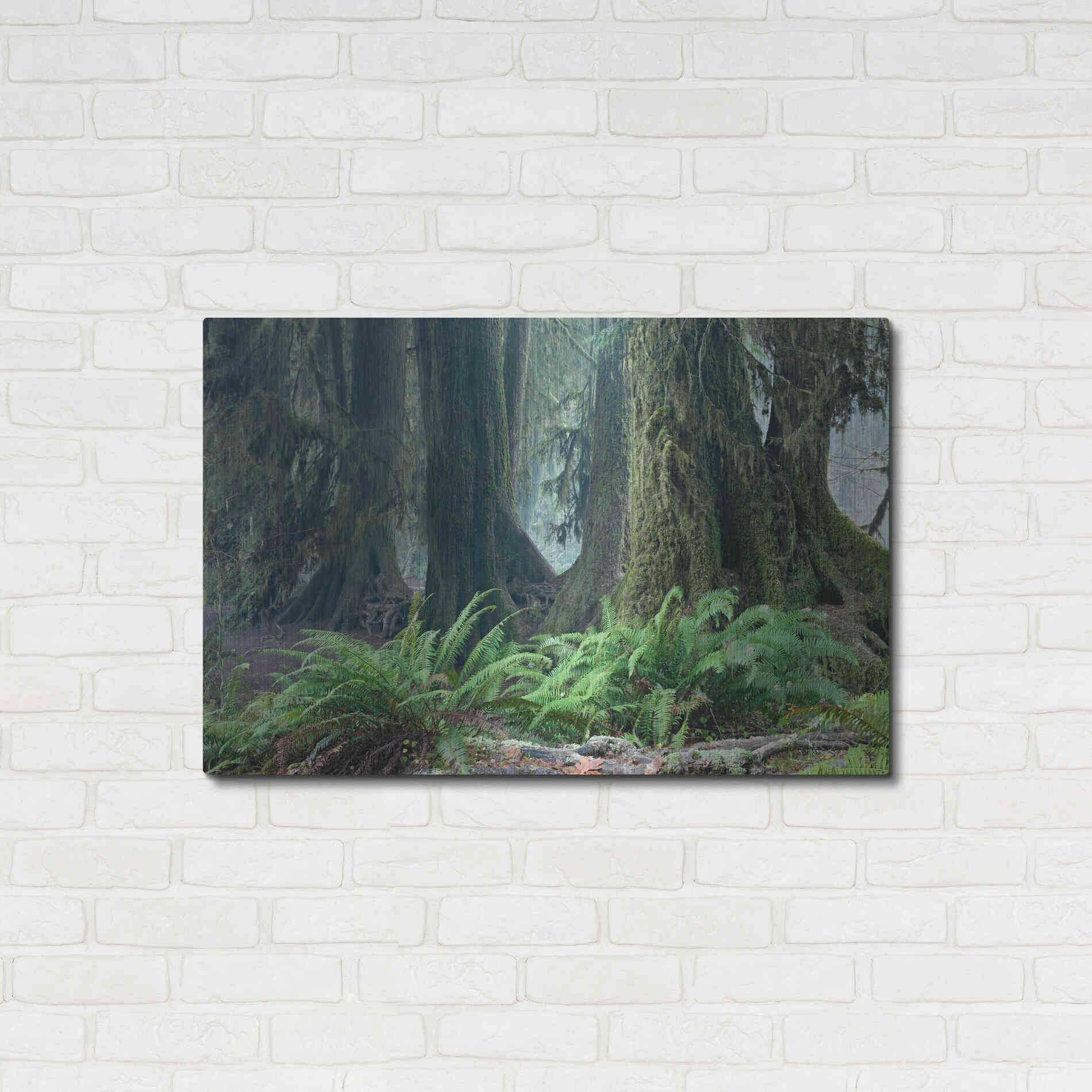Luxe Metal Art 'Washington Olympic NP Foggy Ferns' by Mike Jones, Metal Wall Art,36x24
