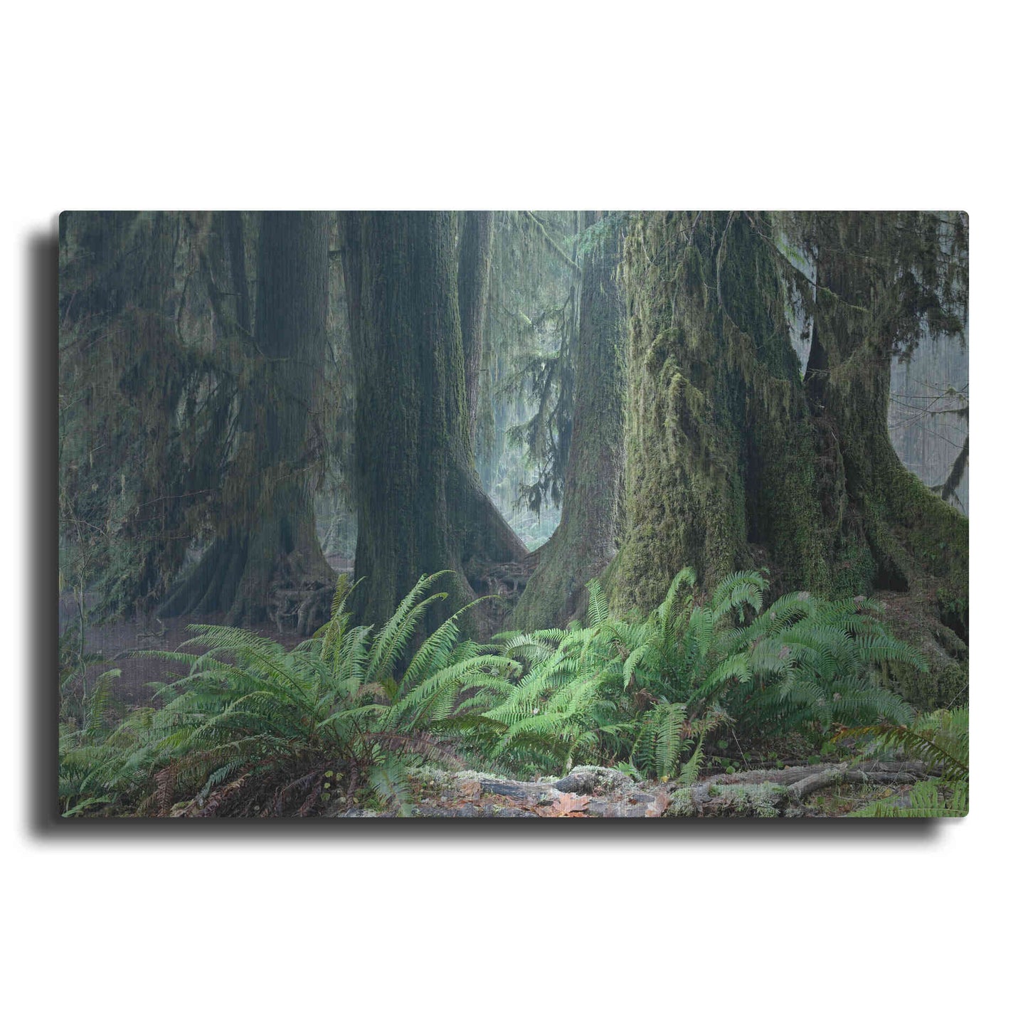 Luxe Metal Art 'Washington Olympic NP Foggy Ferns' by Mike Jones, Metal Wall Art
