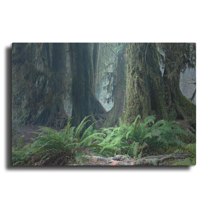 Luxe Metal Art 'Washington Olympic NP Foggy Ferns' by Mike Jones, Metal Wall Art