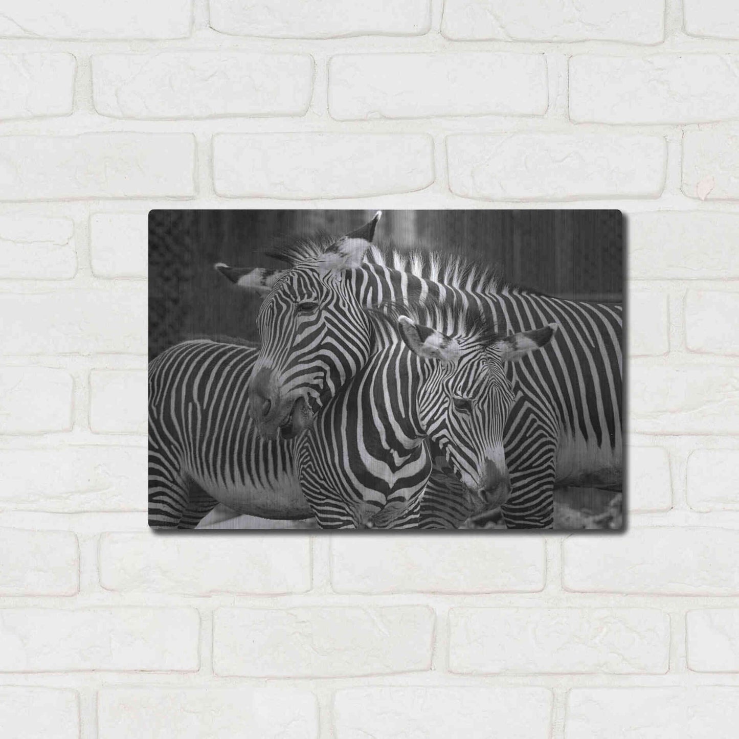 Luxe Metal Art 'Zebras' by Mike Jones, Metal Wall Art,16x12
