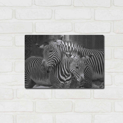Luxe Metal Art 'Zebras' by Mike Jones, Metal Wall Art,16x12